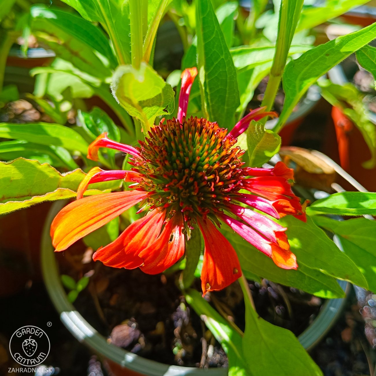 Obrázok Echinacea purpurová (Echinacea purpurea) ´LAKOTA ORANGE´® - kont. C1,5L